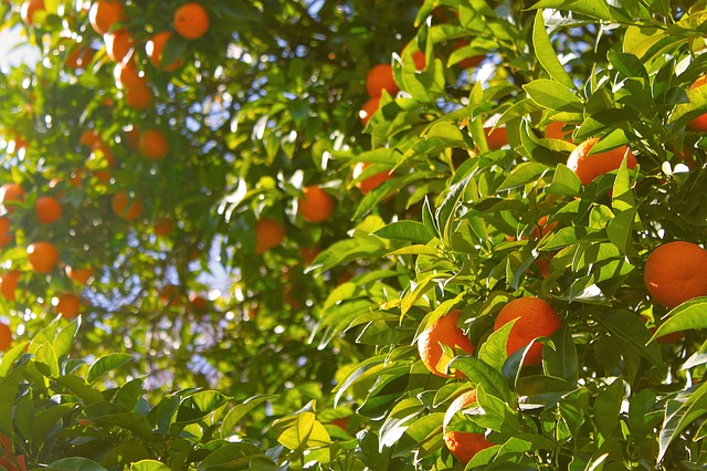 naranjas en árbol para comprar online