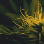 Sweet Seeds, variedad en semillas feminizadas