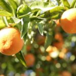 Descubre una tienda de venta de naranjas por Internet… ¡riquísimas!