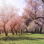 Viveros en Valladolid: almendros de calidad y al mejor precio